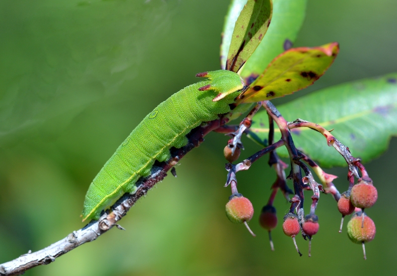 Charaxes jasius Bruco